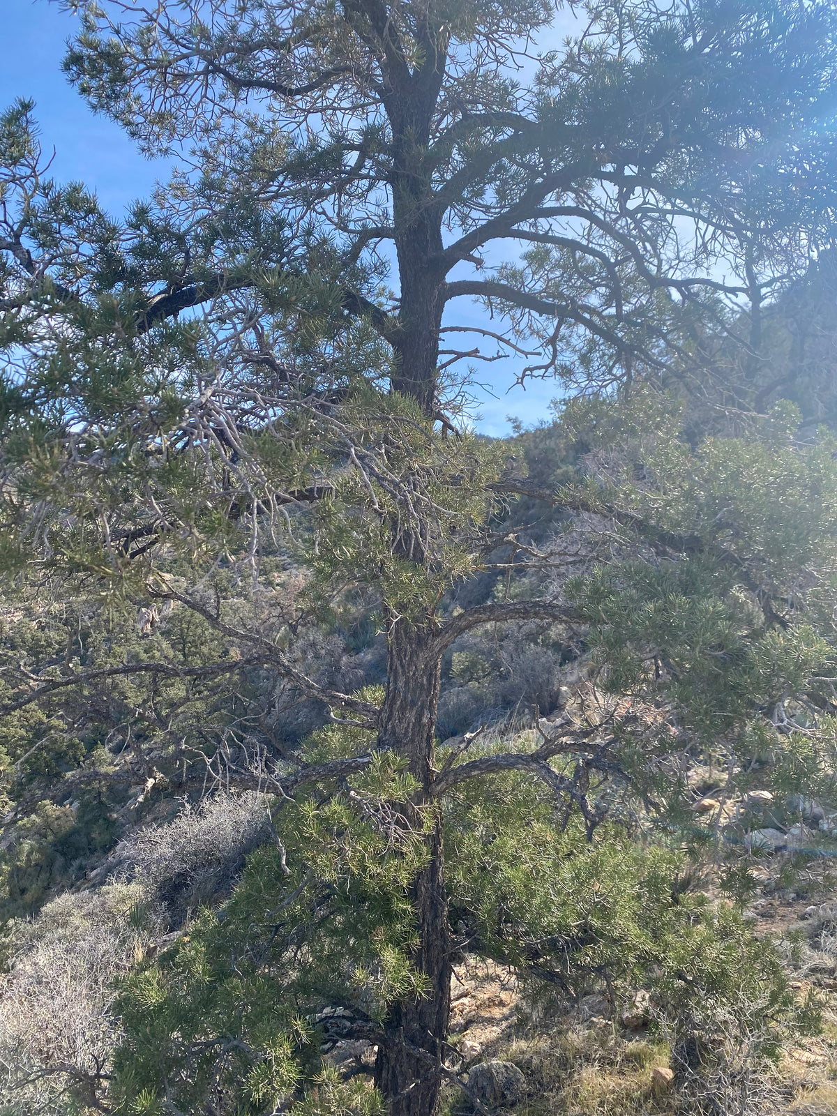 Parcel 75 Eagle Ridge Ranches 42.31ac