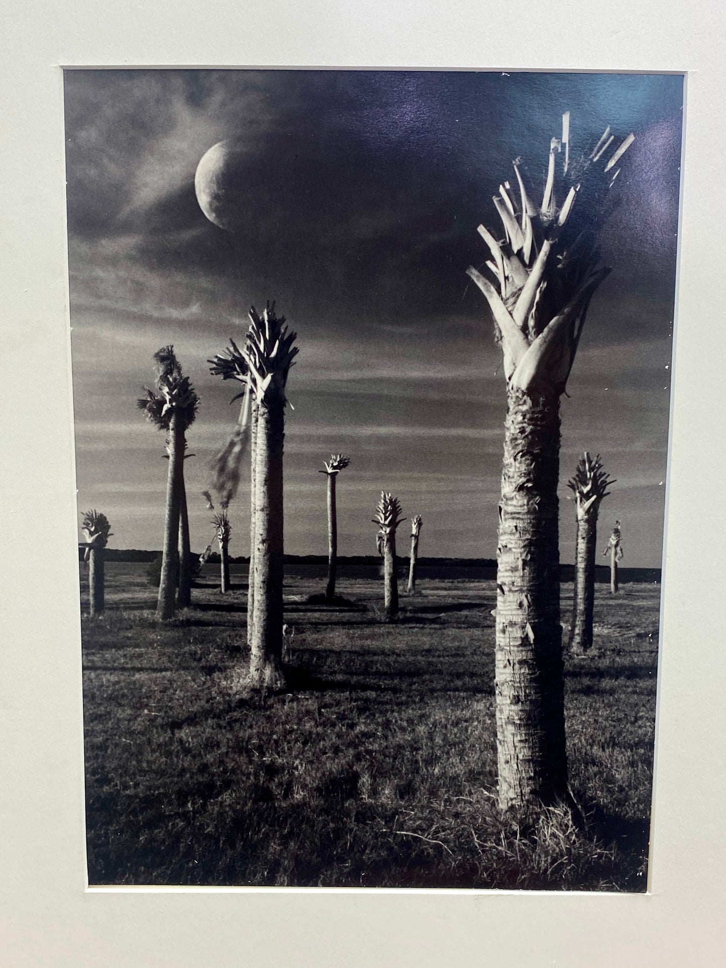 Mark Wilcox Photograph The Palmoliths