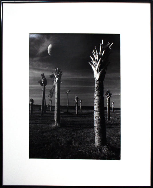 Mark Wilcox Photograph The Palmoliths